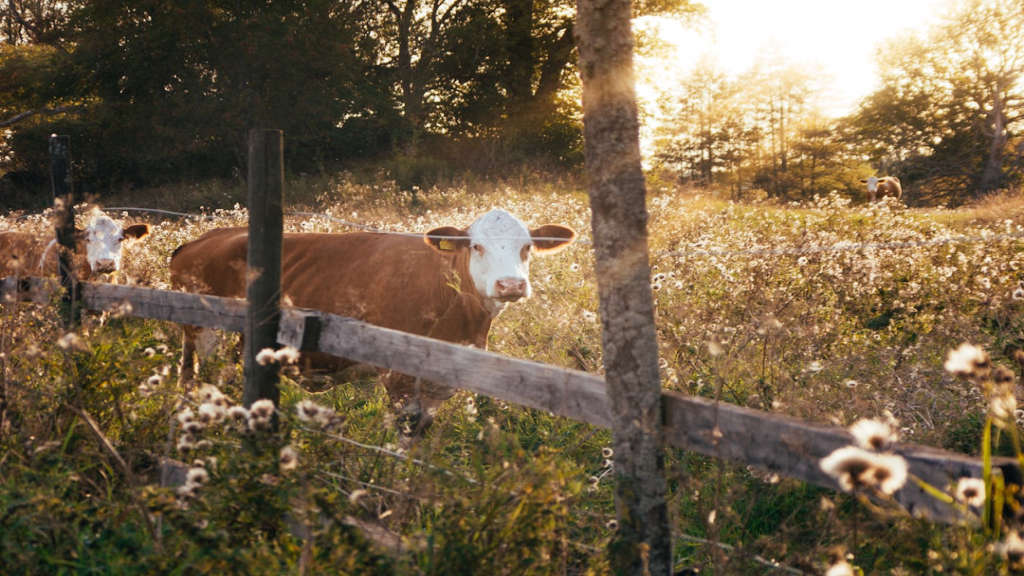 Piedmontese-beef-sourcing-690.jpeg