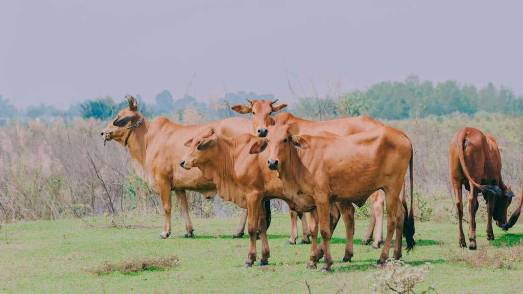 Piedmontese-beef-vs-Angus-177.jpeg