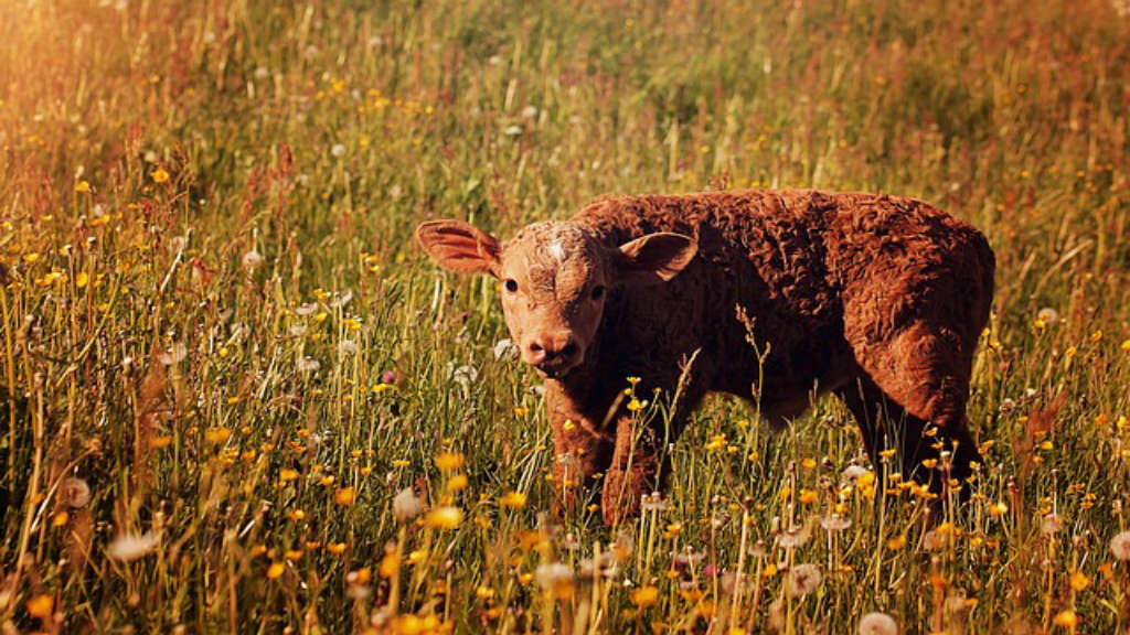 Piedmontese-beef-vs-regular-beef-418.jpeg